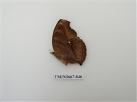 藏品(蛺蝶科(1))的圖片